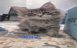 Maine Coon cats for sale: Maine Coon Glasgow AVAILABLE  - Image 7