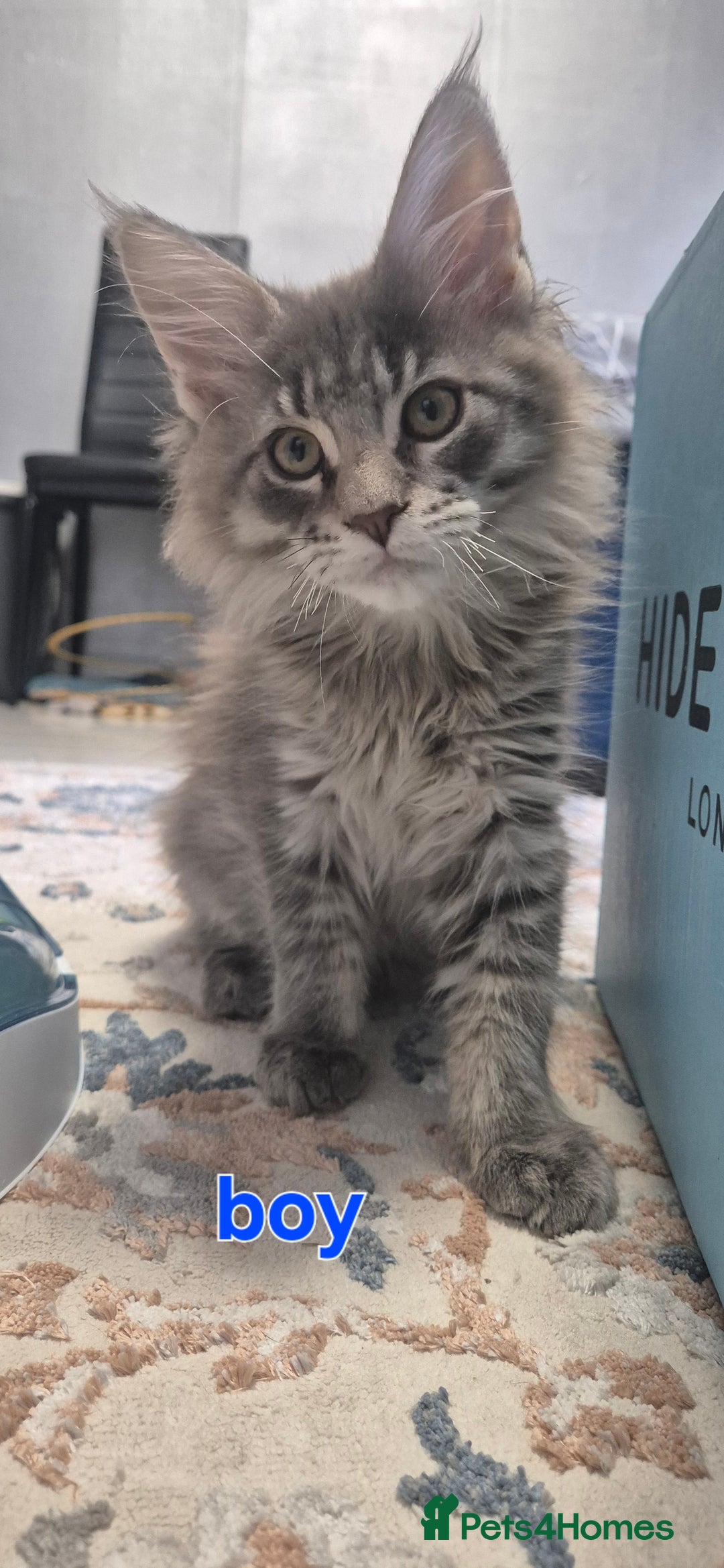 Maine Coon cats for sale: Maine Coon Glasgow AVAILABLE  - Image 7