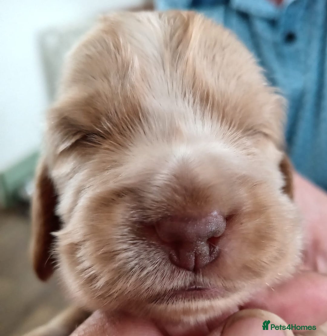 Cocker Spaniel dogs for sale: Pedigree Show Cocker Spaniel - Image 4