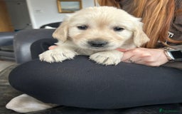 Golden Retriever dogs for sale: Beautiful Golden Retriever Puppies  - Image 20