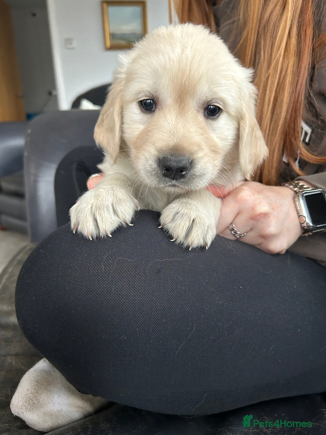 Golden Retriever dogs for sale: Beautiful Golden Retriever Puppies  - Image 20