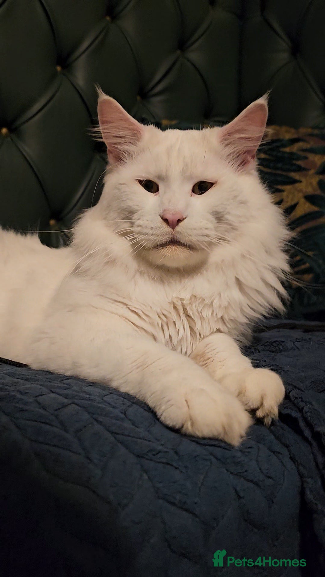 Maine Coon cats Stunning Maine Coon male - Advert 4