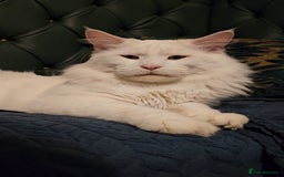 Maine Coon cats for sale: Stunning Maine Coon male - Image 1