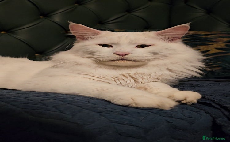 Maine Coon cats - Advert 1