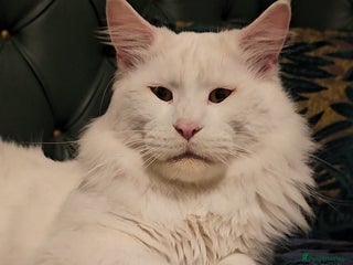 Maine Coon cats Stunning Maine Coon male - Advert 11