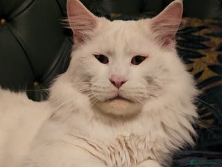 Maine Coon cats Stunning Maine Coon male - Advert 10