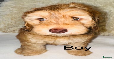 Cockapoo dogs REDUCED DNA TESTED Last Apricot boy READY NOW ❤️ - Advert 16