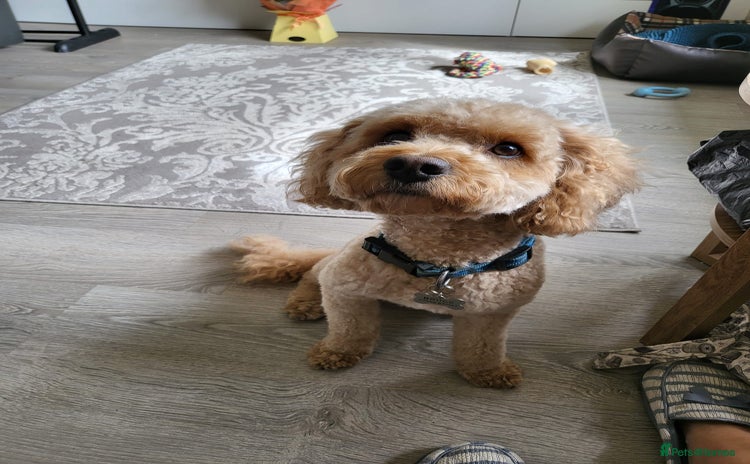 Cavapoochon dogs - Advert 11