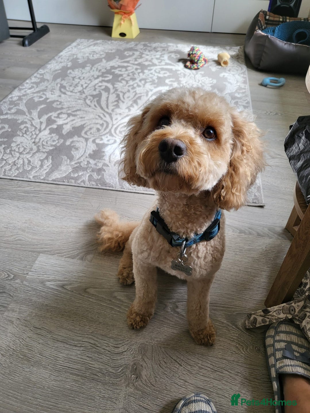 Cavapoochon dogs for stud: Bruce - Image 1