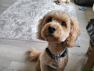 Cavapoochon dogs - Advert 2