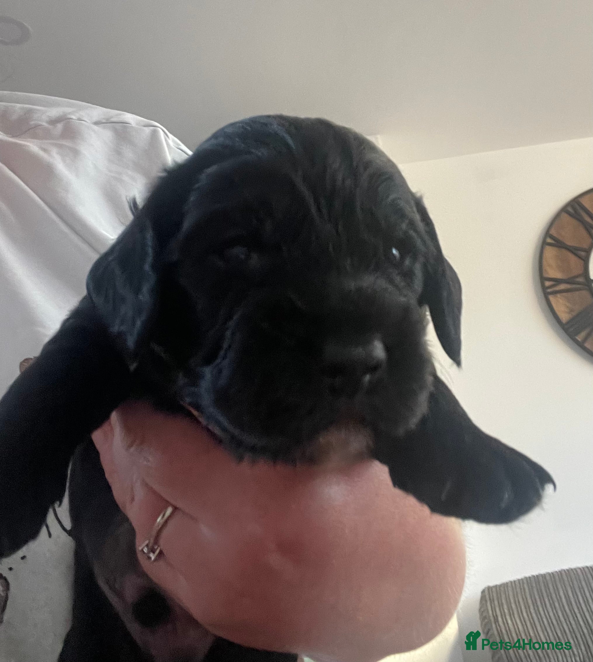 Cocker Spaniel dogs Pedigree cocker spaniels - Advert 18