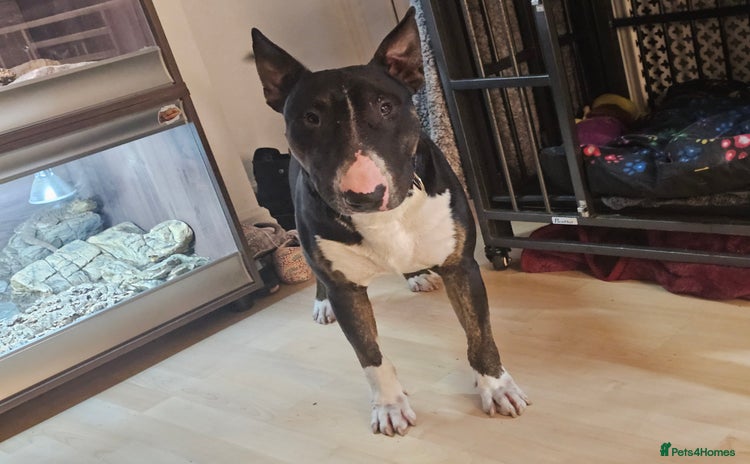 English Bull Terrier dogs - Advert 1