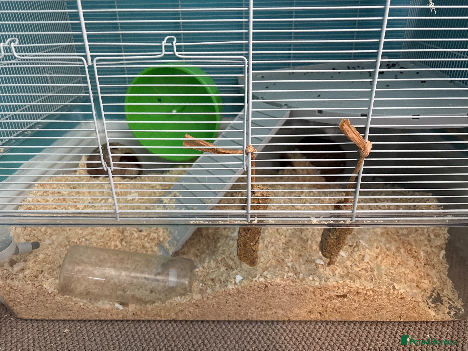 Gerbil rodents Two female gerbils - Advert 2