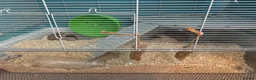 Gerbil rodents for sale: Two female gerbils in Worcester - Advert 1