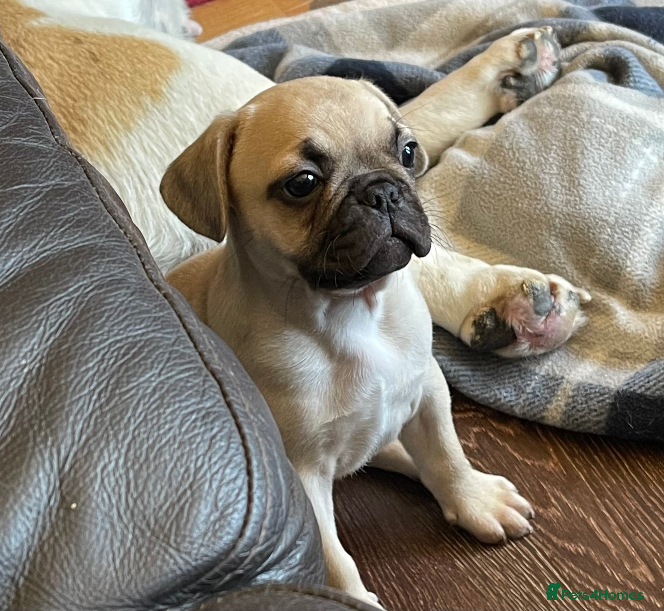 Frug dogs Gorgeous sweet frug puppy  - Advert 1