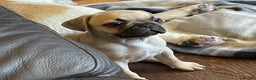 Frug dogs for sale: Gorgeous sweet frug puppy  - Advert 1
