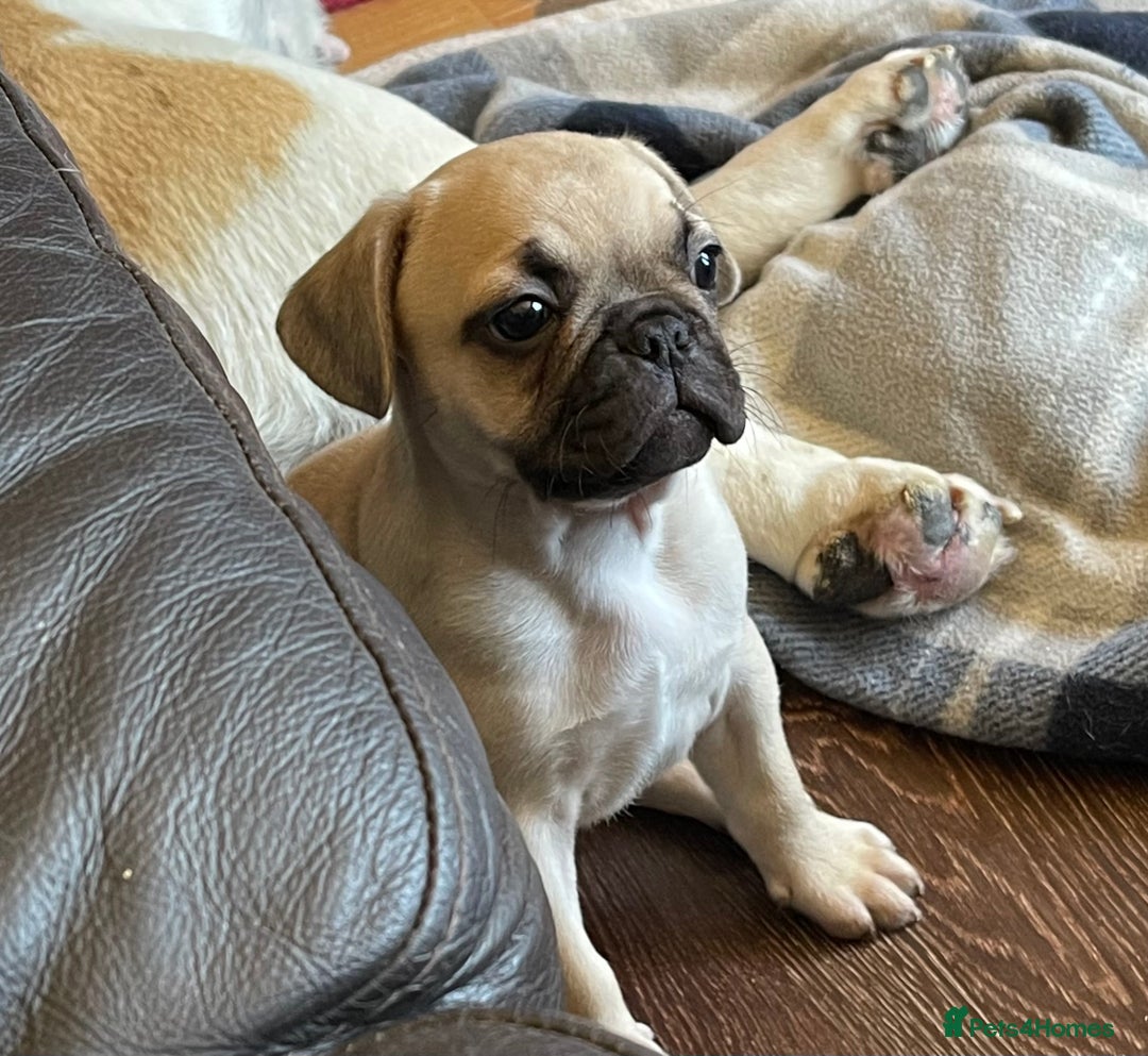 Frug dogs for sale: Gorgeous sweet frug puppy  - Advert 1
