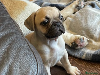 Frug dogs Gorgeous sweet frug puppy - Advert 3