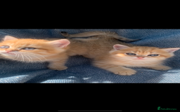 British Shorthair cats for sale: British Golden Shorthair kittens GCCF  - Image 4
