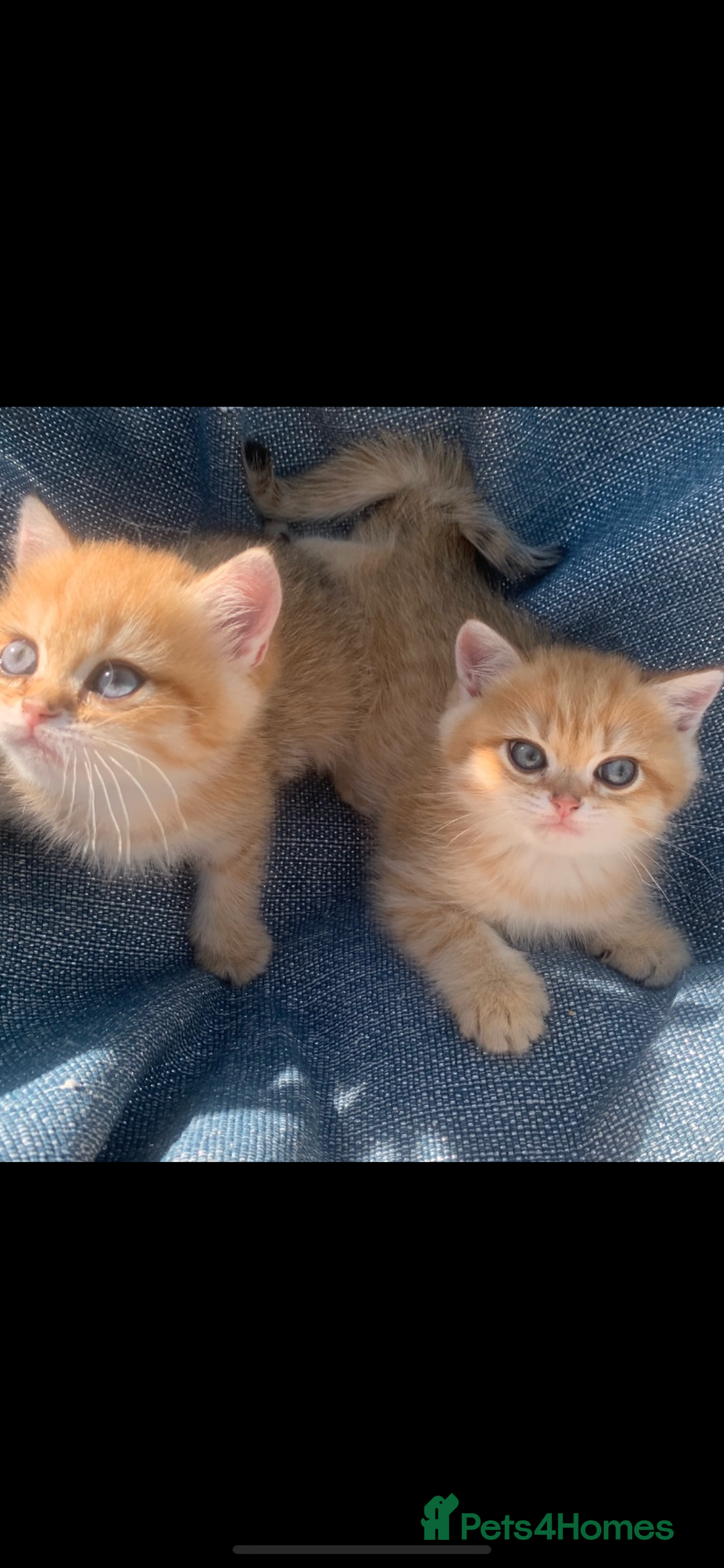 British Shorthair cats for sale: British Golden Shorthair kittens GCCF  - Image 4