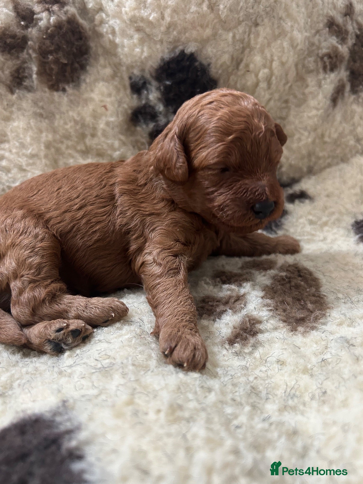 Miniature Poodle dogs Stunning miniature poodle for sale!!! KC reg. - Advert 4