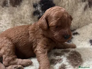 Miniature Poodle dogs Stunning miniature poodle for sale!!! KC reg. - Advert 1