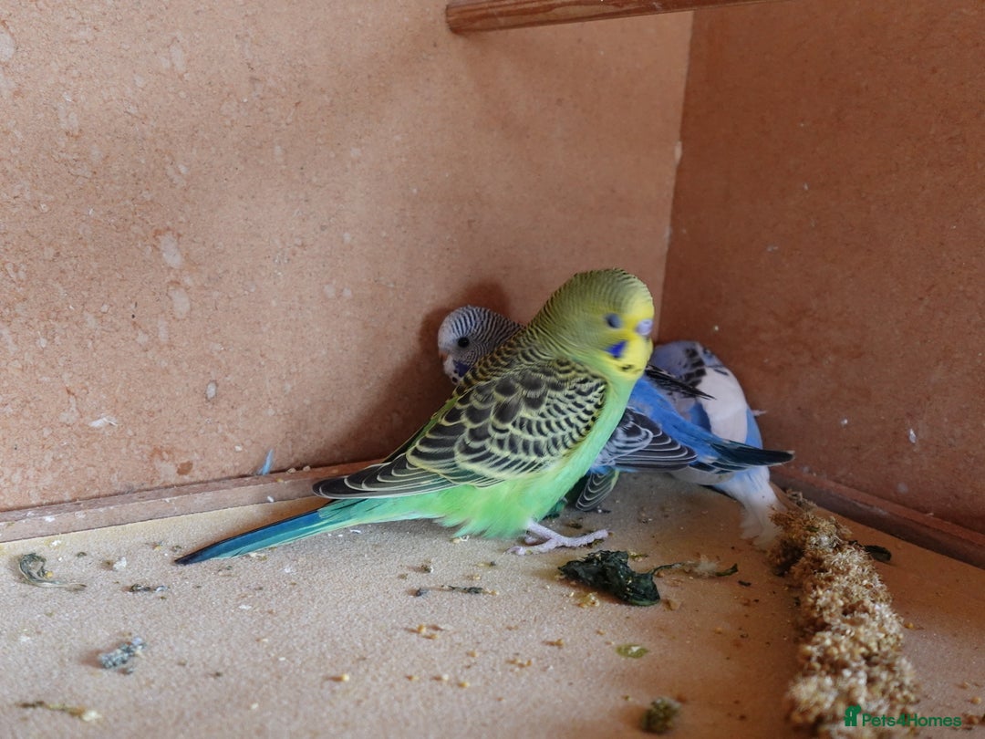 Budgerigars birds for sale: Baby Budgies For sale Greens/ Blues/Pied - Image 2