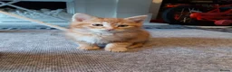 Mixed Breed cats for sale: 4 mixed kittens ready for loving homes - Advert 8
