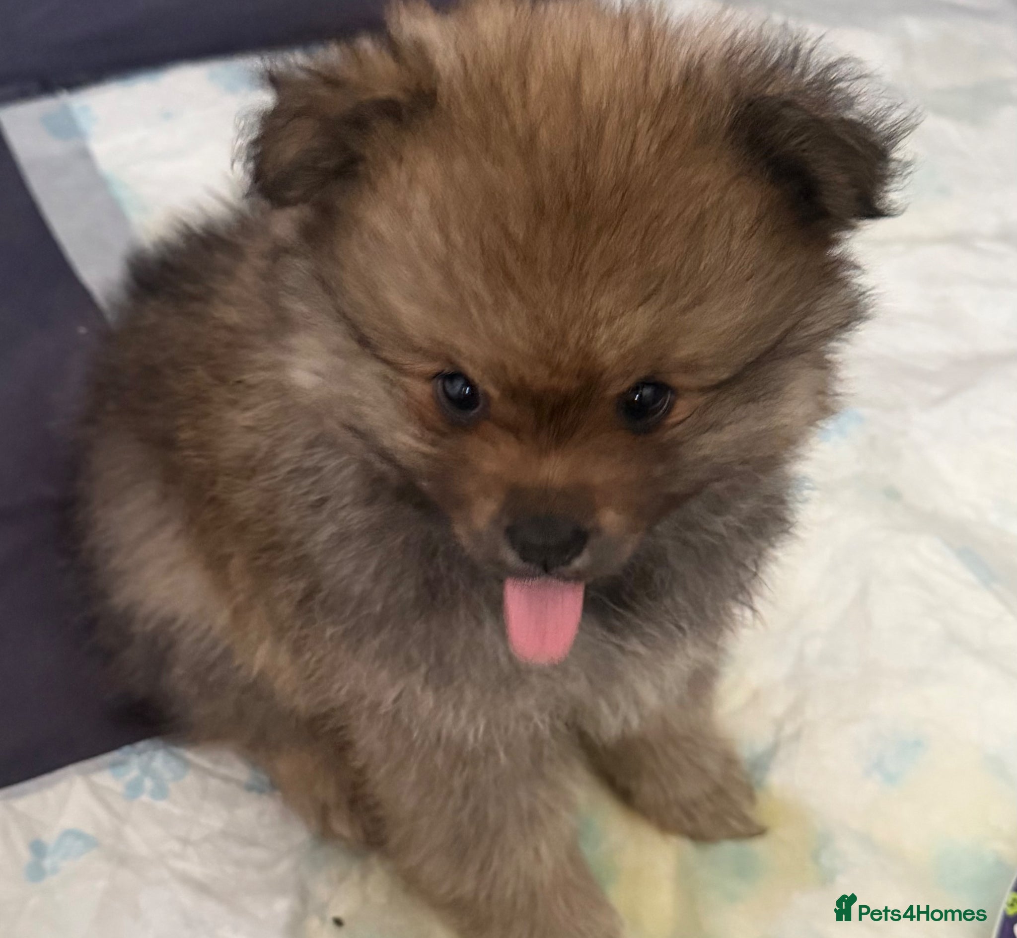 Pomeranian dogs Beautiful Pomeranian Puppy's   - Advert 9