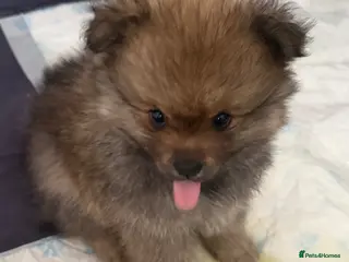 Pomeranian dogs Beautiful Pomeranian Puppy's - Advert 13