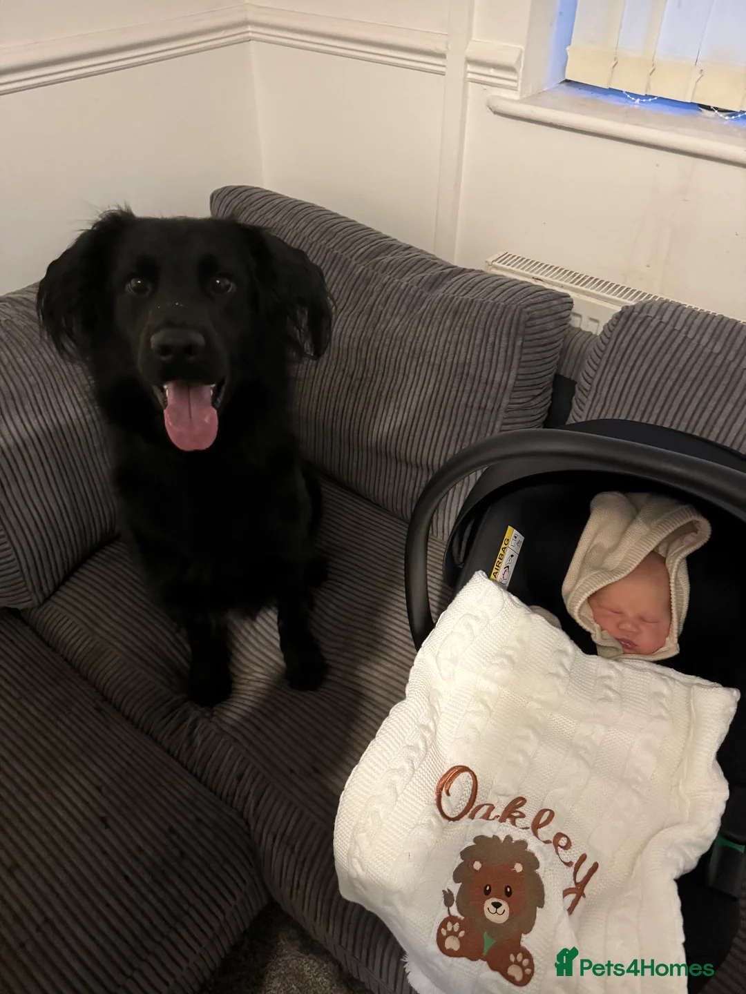 Mixed Breed dogs for sale: Looking for his forever home  - Advert 2