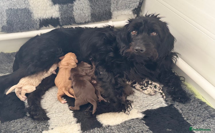 Mixed Breed dogs - Advert 6
