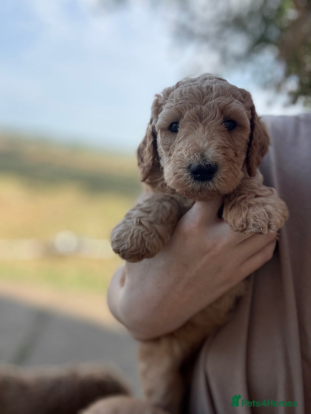 Irish Doodle dogs for sale: 6 beautiful F1b Irish Doodle puppies ❤️🐶 - Image 12