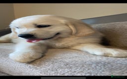 Golden Retriever dogs for sale: White Golden Retriever  - Image 8