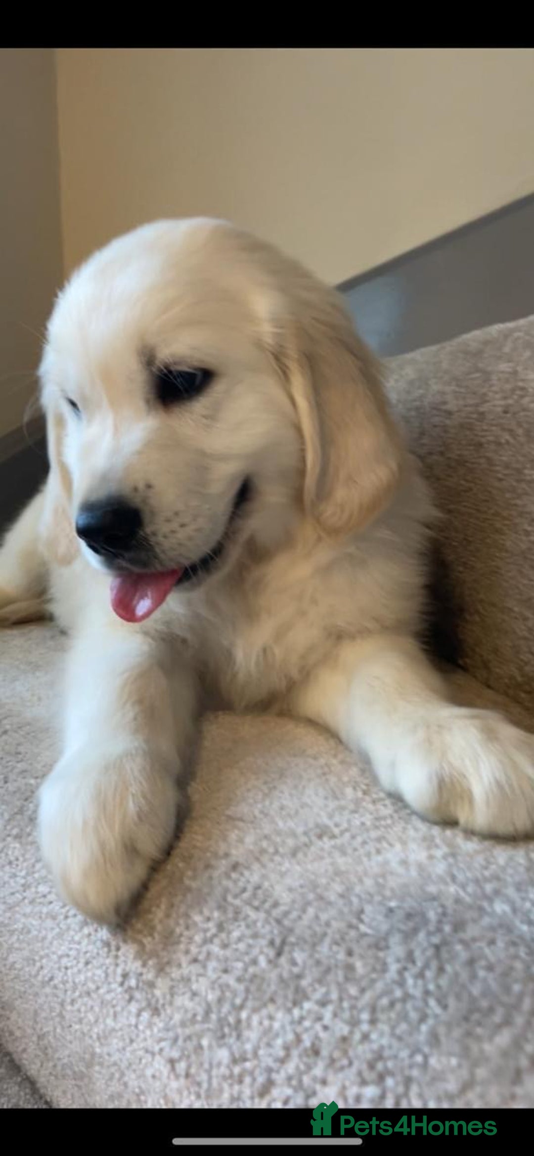 Golden Retriever dogs for sale: White Golden Retriever  - Image 8