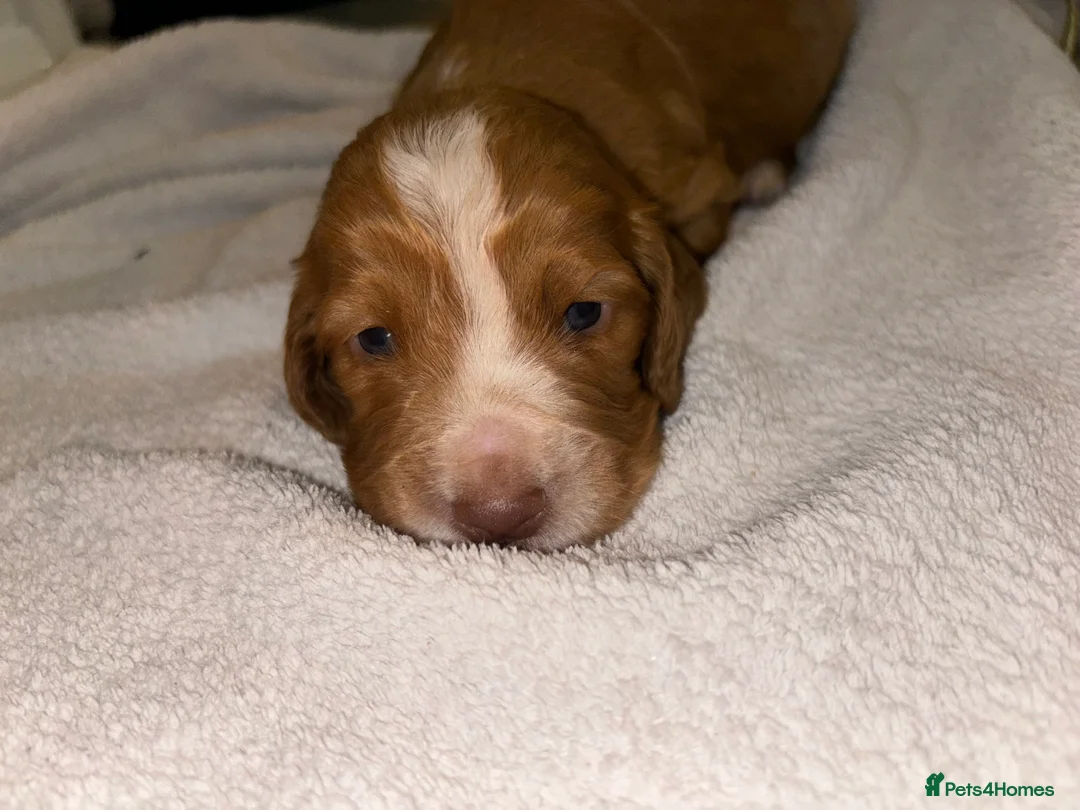 Cocker Spaniel dogs for sale: Working type cocker spaniel puppys - Advert 28