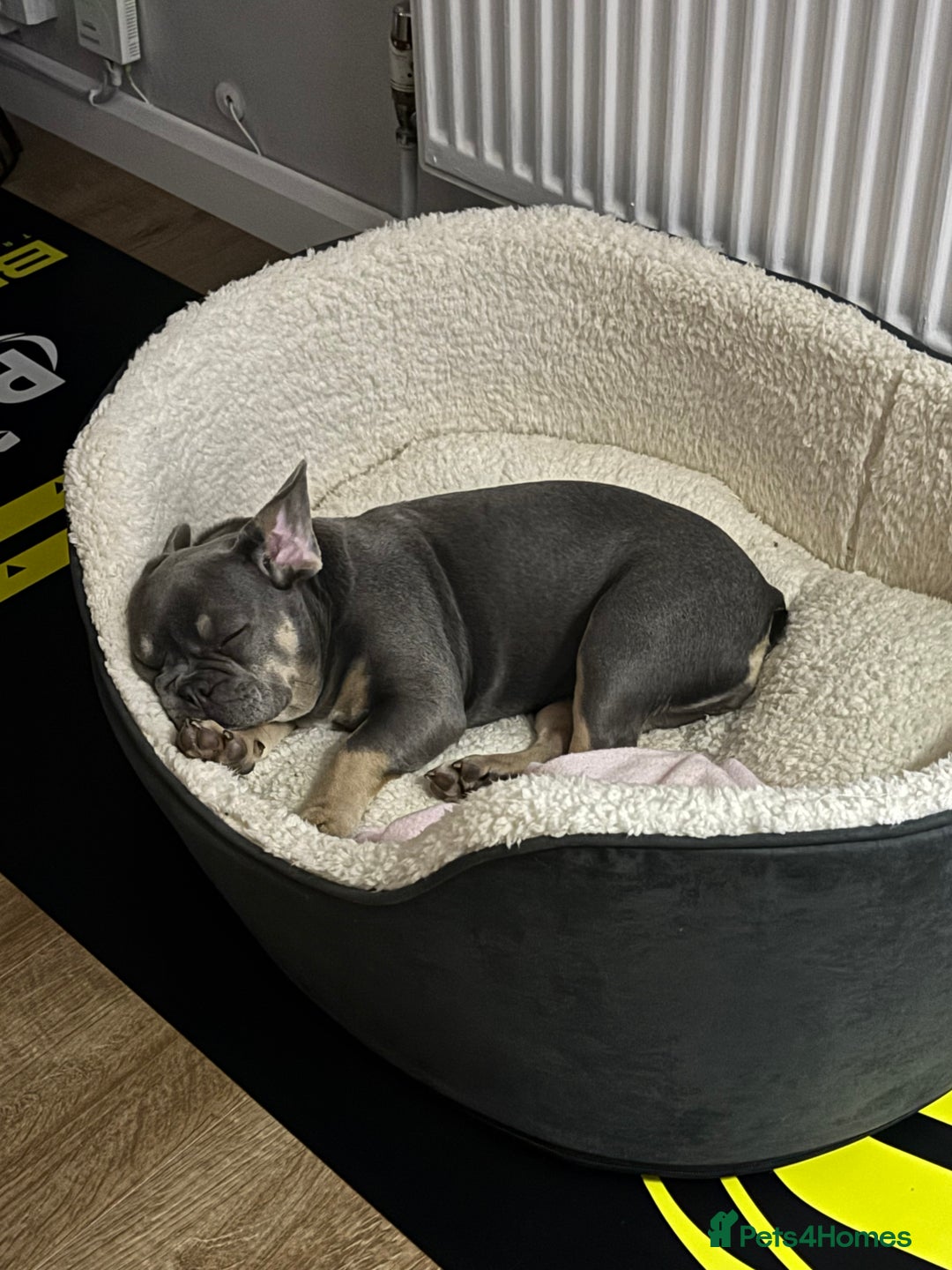 French Bulldog dogs for sale: French bulldog  - Advert 4