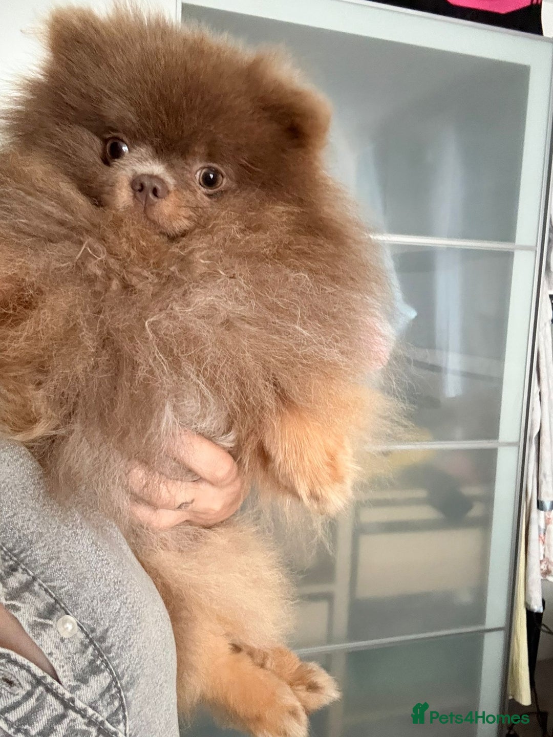 Pomeranian dogs for stud: 🐾✨ ** Lilac Tan Proven Stud Available! ✨🐾 - Image 4