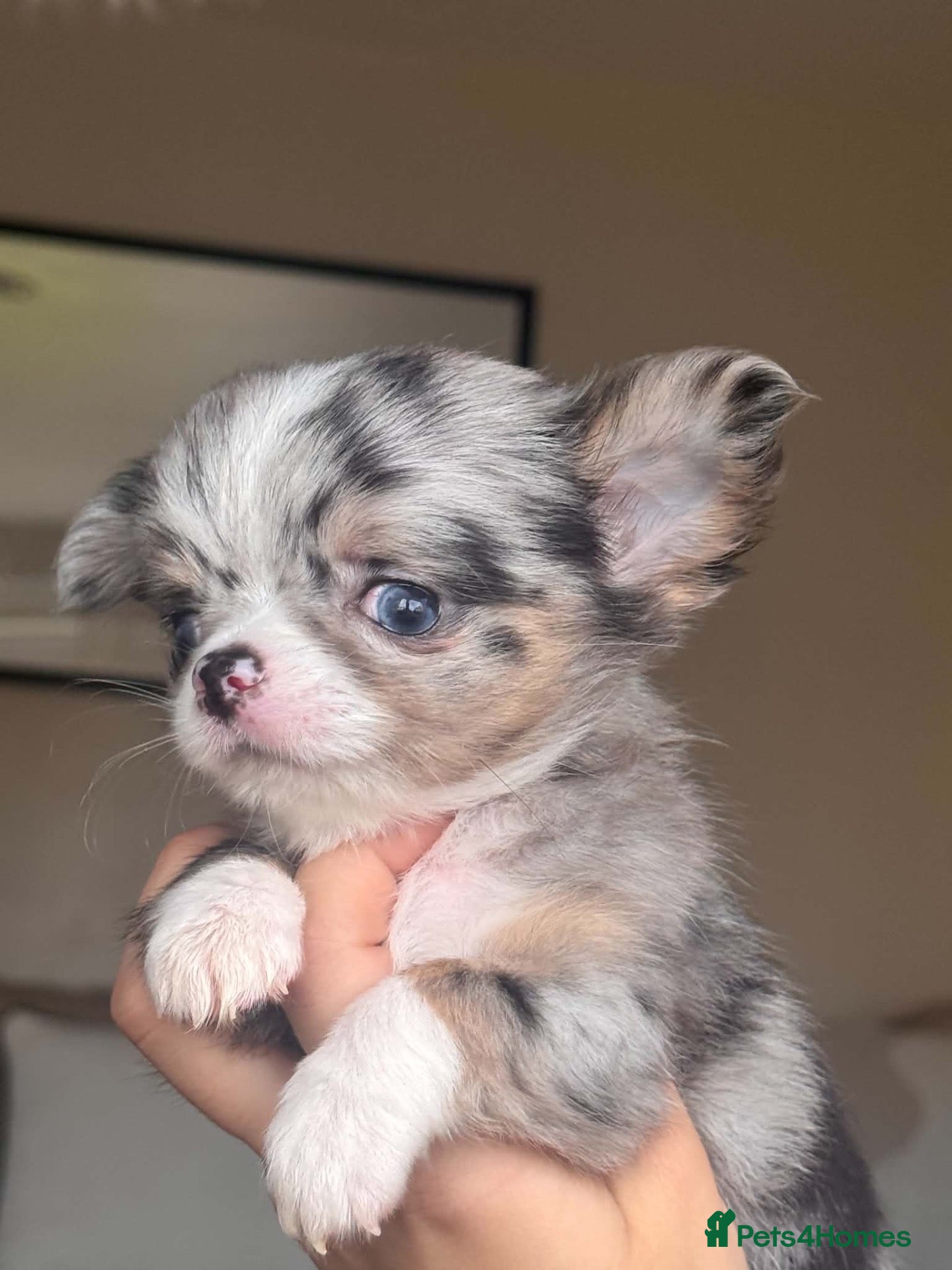 Chihuahua dogs for sale: Beautiful Longhair Chihuahuas  - Advert 10