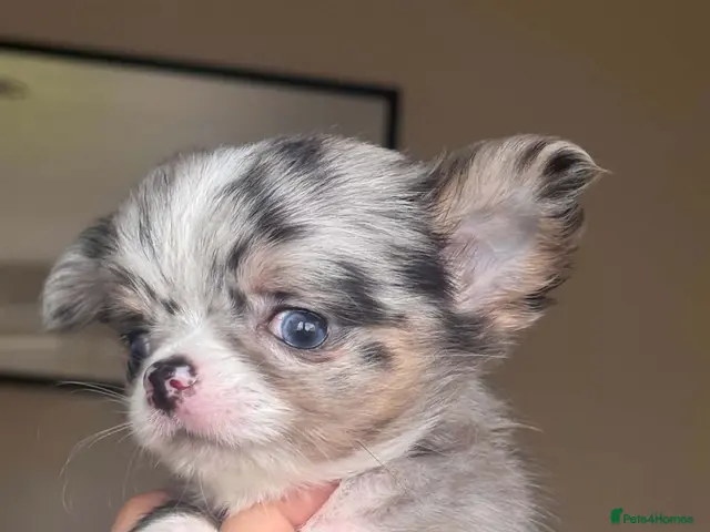 Chihuahua dogs for sale: Beautiful Longhair Chihuahuas - Advert 10