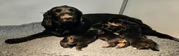 Bocker dogs for sale: Beautiful Bocker Bitch Puppies - Ready 25.02.26 - Advert 14