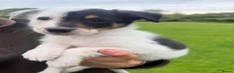 Mixed Breed dogs for sale: Beautiful collie pups  - Advert 9