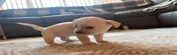 Chihuahua dogs for sale: Beautiful chihuahua babies - Advert 7