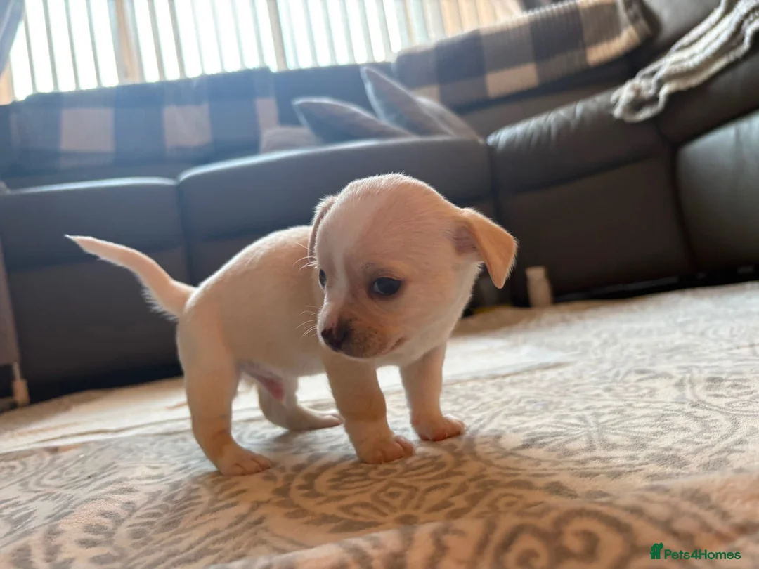 Chihuahua dogs for sale: Beautiful chihuahua babies - Advert 7