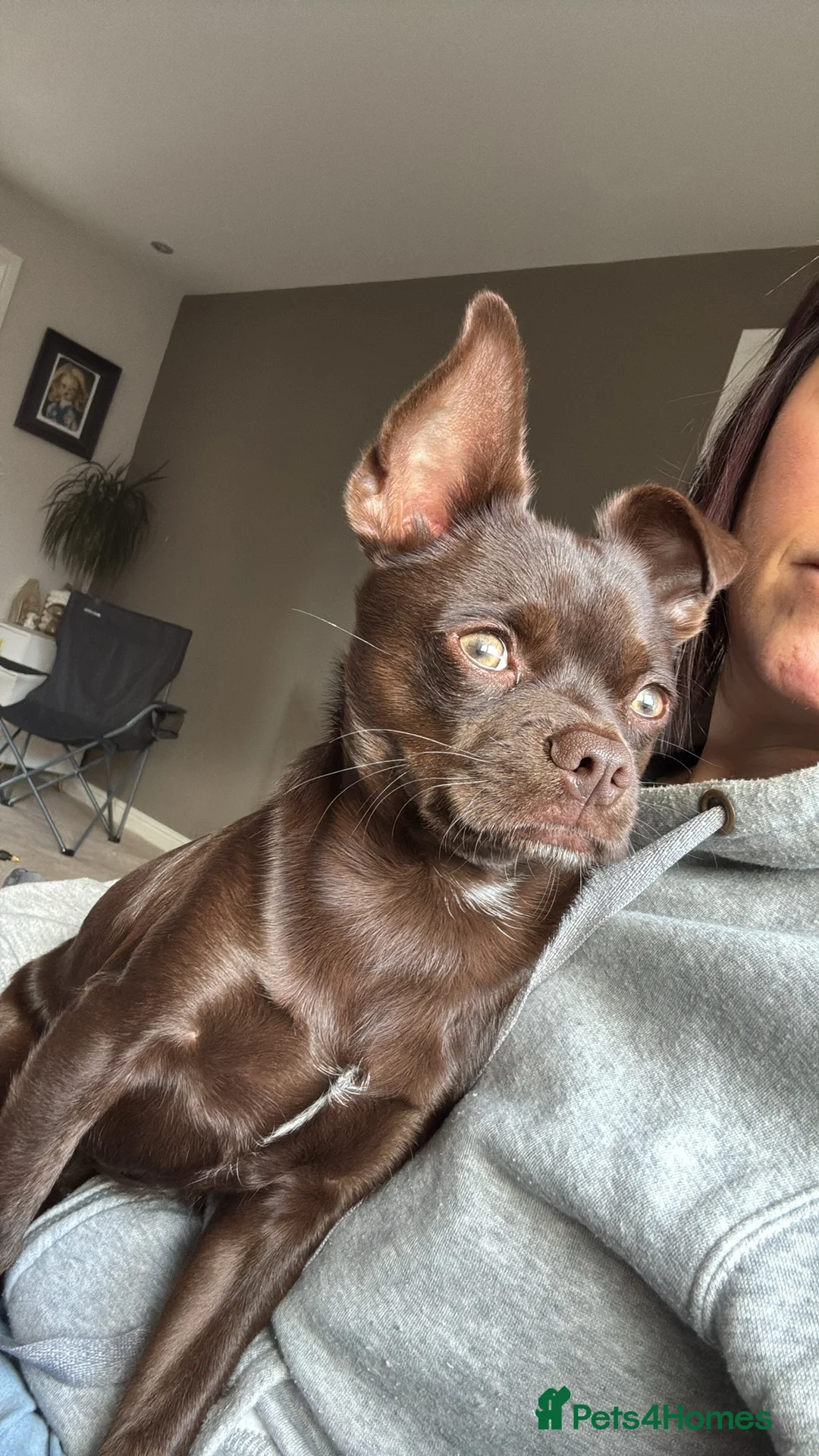 Chihuahua dogs for sale: 7 month old male chihuahua  - Advert 2