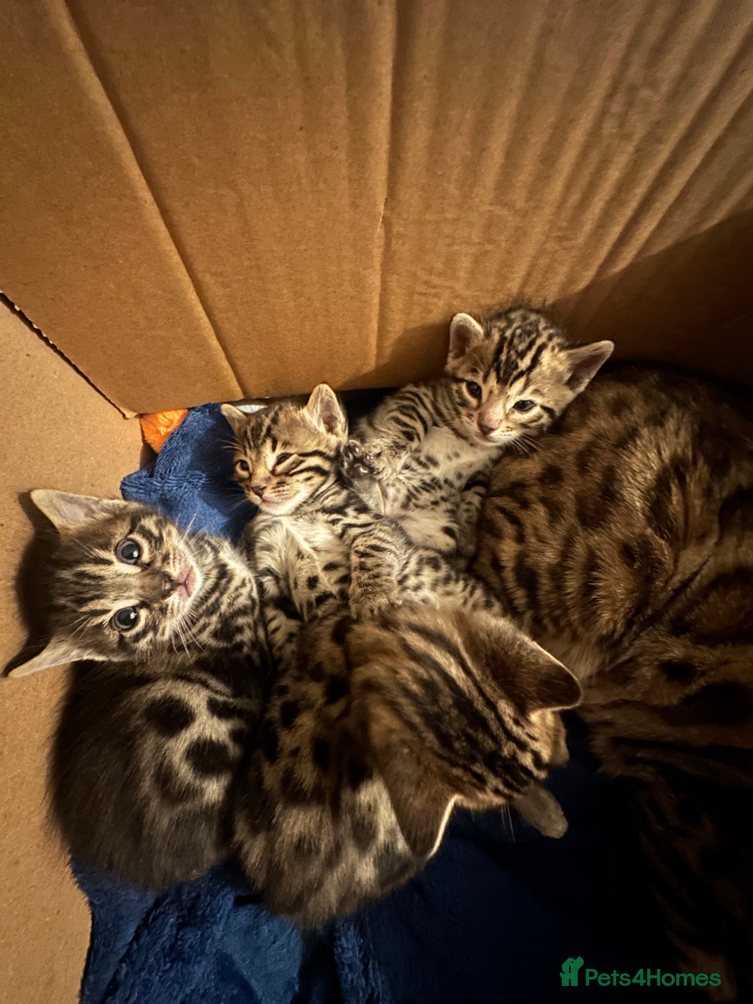 Bengal cats for sale: Silver Purebreed Bengals - Advert 1