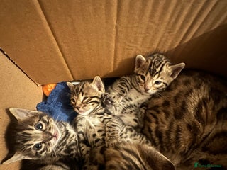 Bengal cats Silver Purebreed Bengals - Advert 2