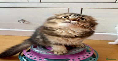 Scottish Fold cats in Romford - Advert 3