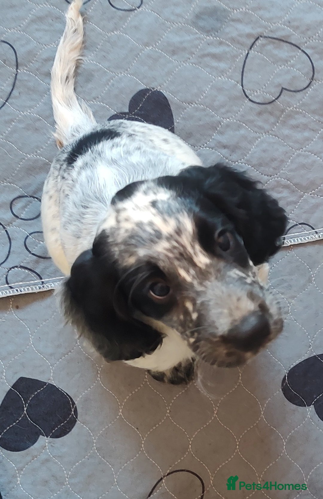 Sprocker dogs for sale: STRIKING SPROCKER SPANIEL PUPPIES  - Image 6