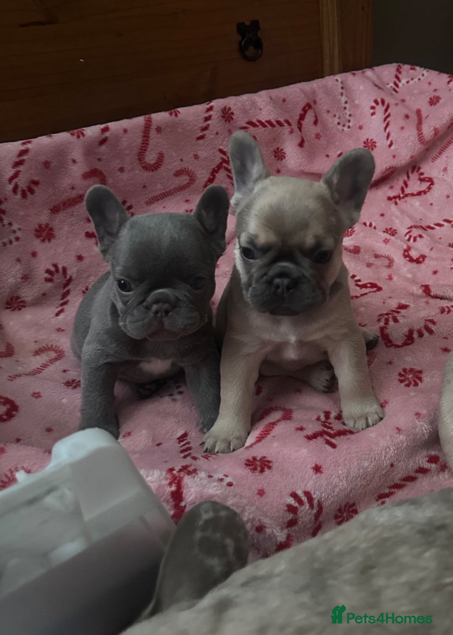French Bulldog dogs Exotic frenchie fluffy carriers  - Advert 2